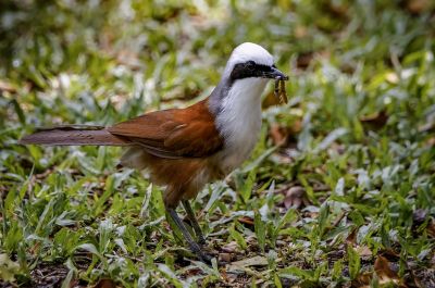 Weißhaubenhäherling / White-crested Laughingthrush